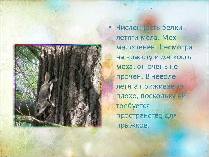  • Численность белки-  летяги мала. Мех  малоценен. Несмотря  на красоту