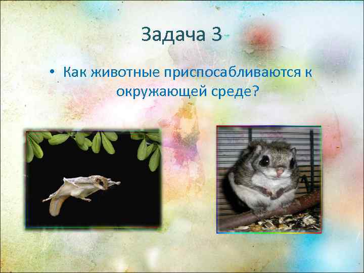   Задача 3 • Как животные приспосабливаются к   окружающей среде? 