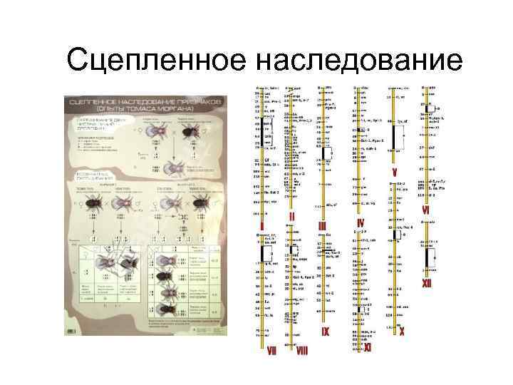 Сцепленное наследование 