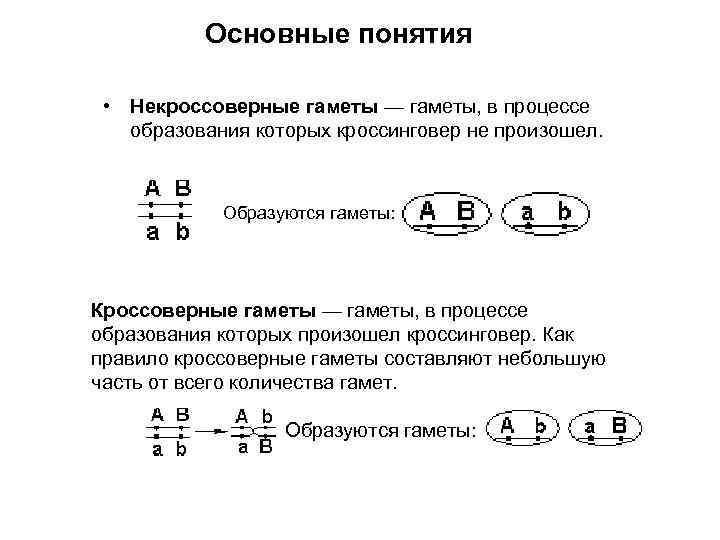    Основные понятия  • Некроссоверные гаметы — гаметы, в процессе образования