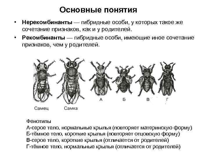     Основные понятия • Нерекомбинанты — гибридные особи, у которых такое