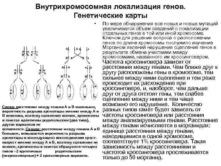     Внутрихромосомная локализация генов.      Генетические карты