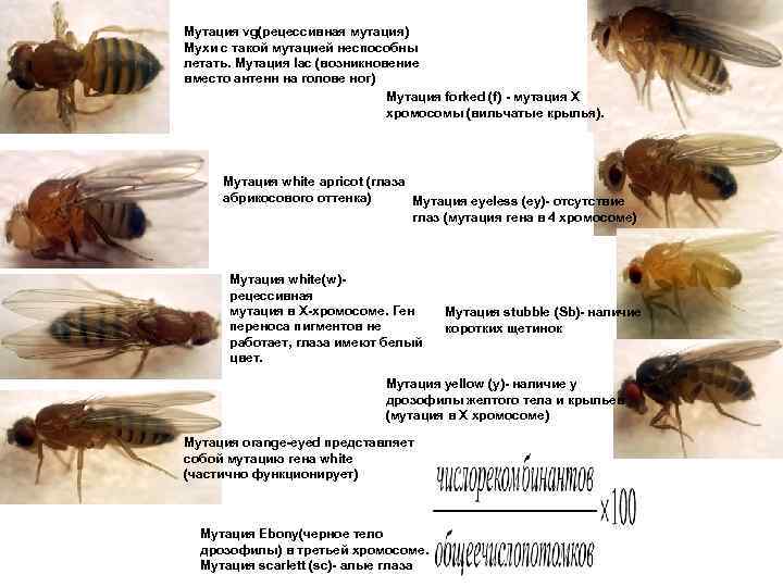 Мутация vg(рецессивная мутация) Мухи с такой мутацией неспособны летать. Мутация lac (возникновение вместо антенн