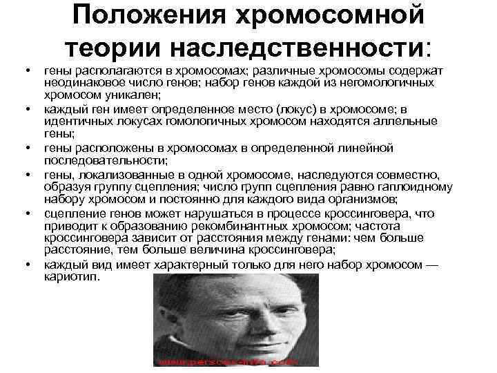   Положения хромосомной   теории наследственности:  •  гены располагаются в