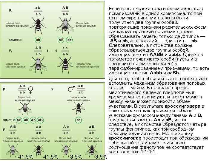      • Если гены окраски тела и формы крыльев 