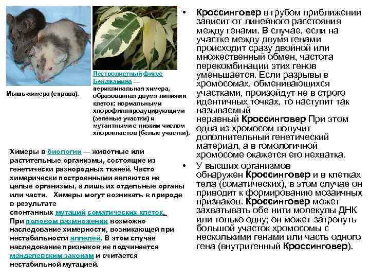      • Кроссинговер в грубом приближении    