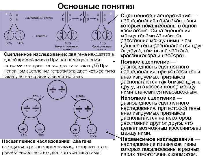     Основные понятия    • Сцепленное наследование — 
