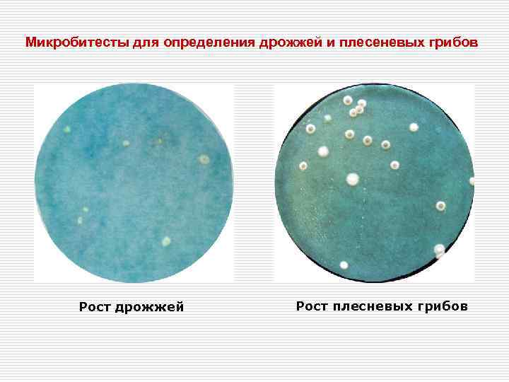 Микробитесты для определения дрожжей и плесеневых грибов  Рост дрожжей    Рост