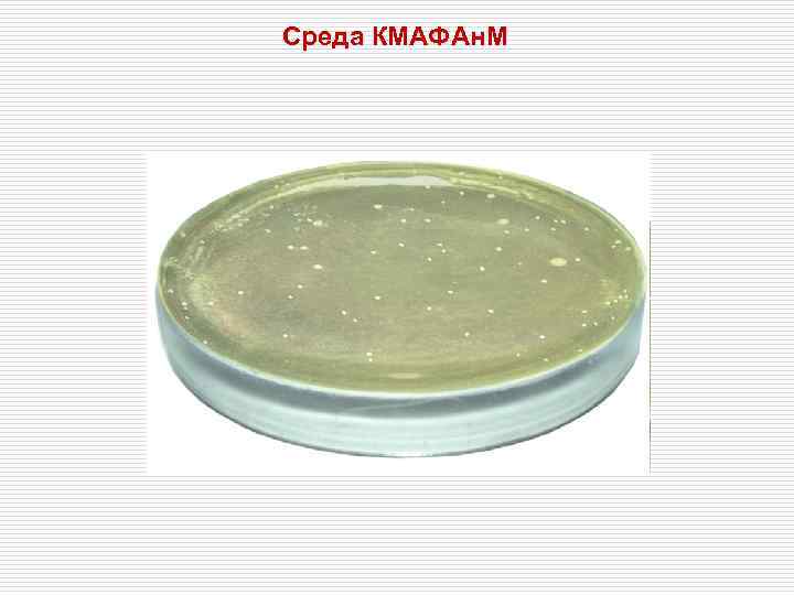 Среда КМАФАн. М 