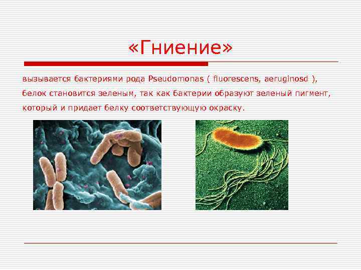 Бактерии гниения значение