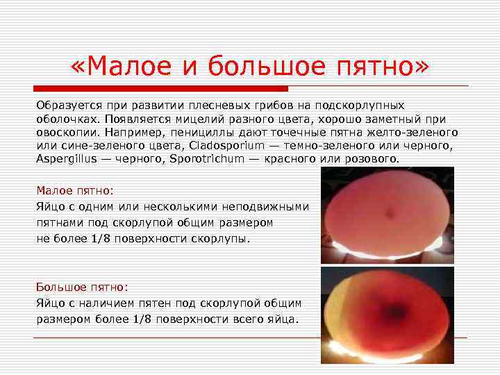 «Малое и большое пятно» Образуется при развитии плесневых грибов на подскорлупных оболочках. Появляется