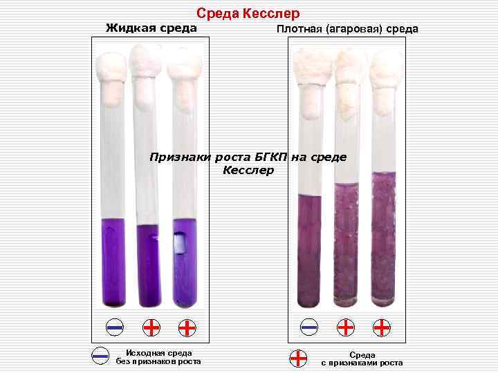    Среда Кесслер Жидкая среда    Плотная (агаровая) среда 