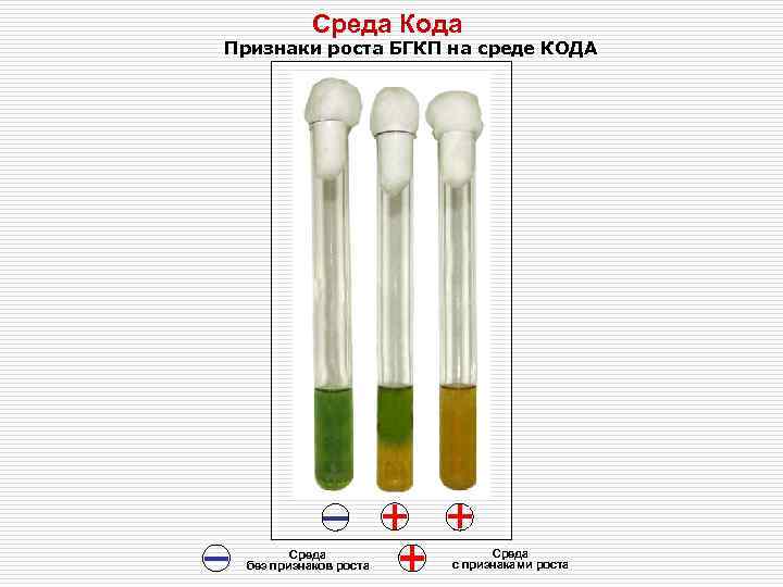   Среда Кода Признаки роста БГКП на среде КОДА   Cреда 