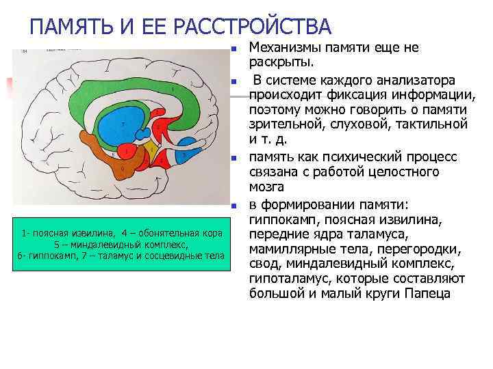 Функции периферического отдела органа слуха карта памяти