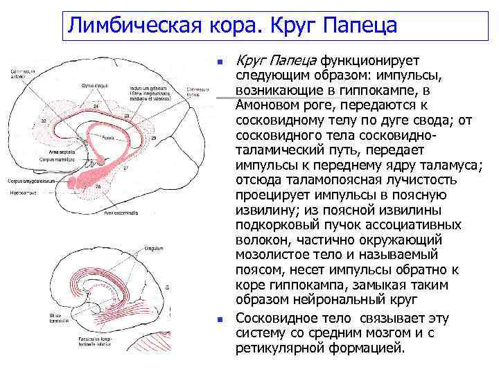 Схема лимбической системы