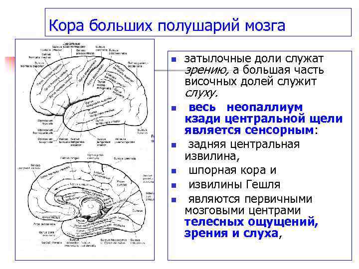 Свойства коры мозга. Функции долей коры больших полушарий. Функции долей коры головного мозга. Большие полушария головного мозга функции таблица. Доли полушарий большого мозга функции.