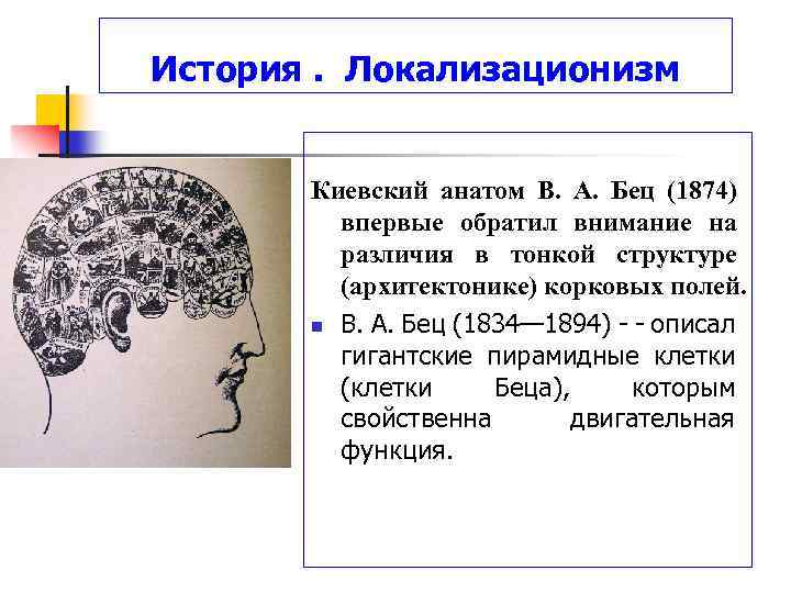 История. Локализационизм Киевский анатом В. А. Бец (1874) впервые обратил внимание на различия в