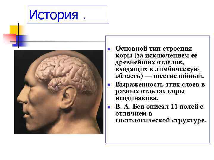 История. n n n Основной тип строения коры (за исключением ее древнейших отделов, входящих