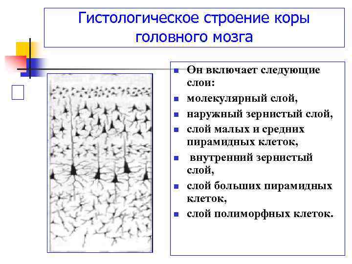 Структура коры. Строение коры головного мозга гистология. Строение слоев коры головного мозга. Внутреннее строение коры головного мозга. Гистологическая структура коры головного мозга.