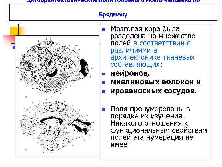 Цитоархитектонические поля головного мозга человека по Бродману n n n Мозговая кора была разделена