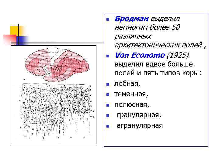 n n n n Бродман выделил немногим более 50 различных архитектонических полей , Von