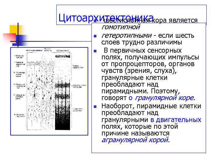 Цитоархитектоника n шестислойная кора является n n n гомотипной гетеротипными - если шесть слоев