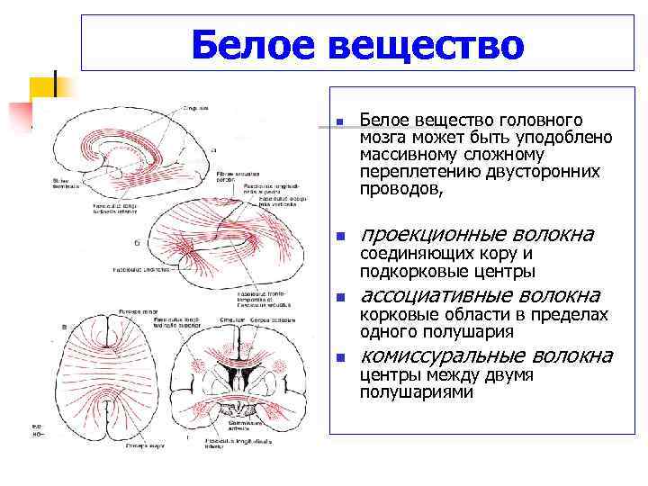 Белое вещество переднего отдела головного мозга строение и функции. Функции белого вещества конечного мозга. Поражение белого вещества мозга