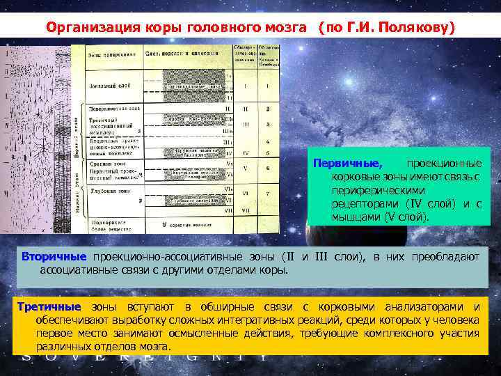 Организация коры головного мозга (по Г. И. Полякову) Первичные, проекционные корковые зоны имеют связь