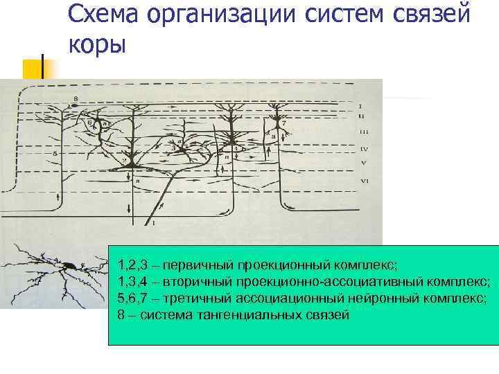 Схема организации систем связей коры 1, 2, 3 – первичный проекционный комплекс; 1, 3,