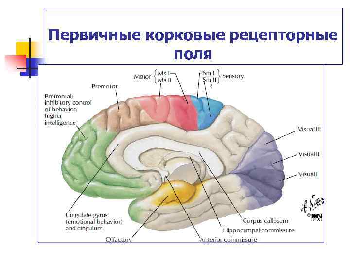 Корковые центры мозга