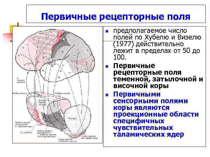 Первичные рецепторные поля n n n предполагаемое число полей по Хубелю и Визелю (1977)
