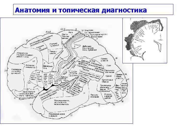 Анатомия и топическая диагностика 