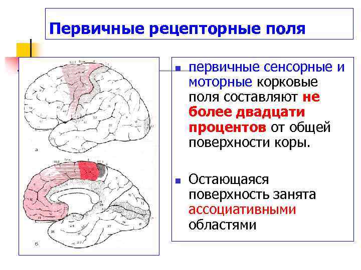 Высшие корковые функции