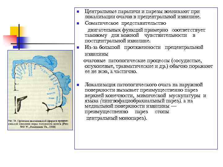 Центральные параличи и парезы возникают при локализации очагов в прецентральной извилине. n Соматическое представительство
