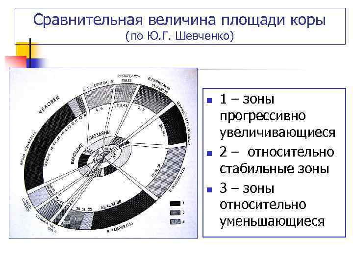 Сравнительная величина площади коры (по Ю. Г. Шевченко) n n n 1 – зоны