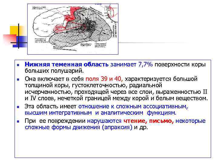n n Нижняя теменная область занимает 7, 7% поверхности коры больших полушарий. Она включает