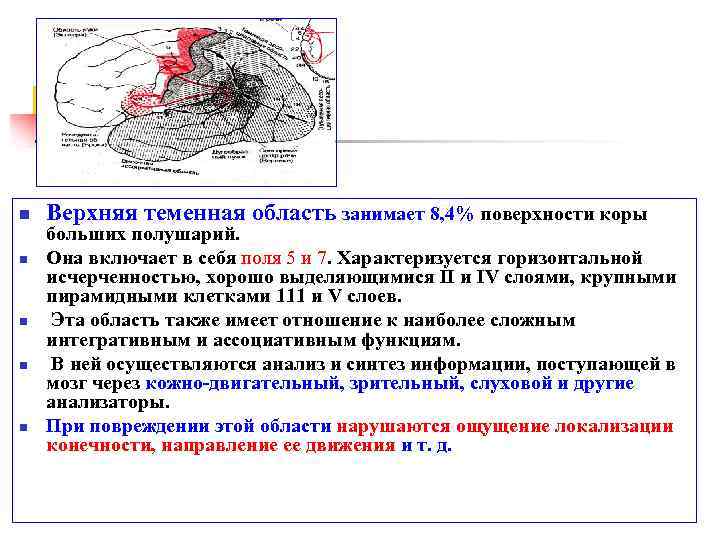 n n n Верхняя теменная область занимает 8, 4% поверхности коры больших полушарий. Она