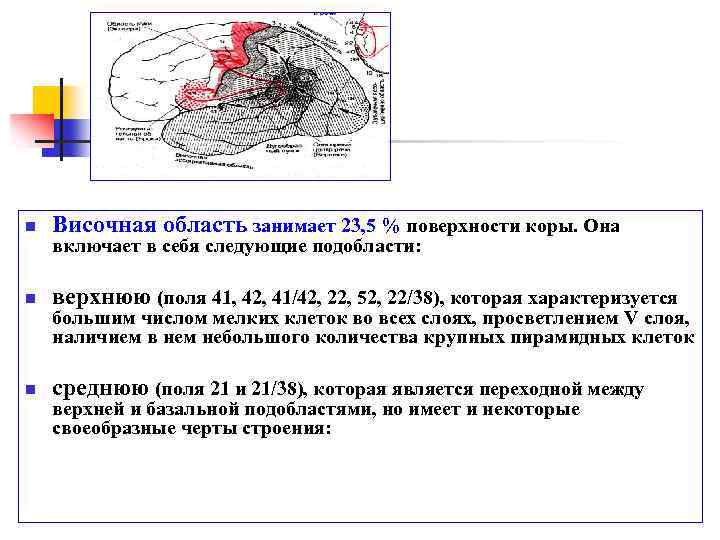 n Височная область занимает 23, 5 % поверхности коры. Она n верхнюю (поля 41,