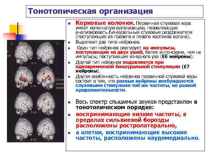 Тонотопическая организация n n n n Корковые колонки. Первичная слуховая кора имеет колончатую организацию,