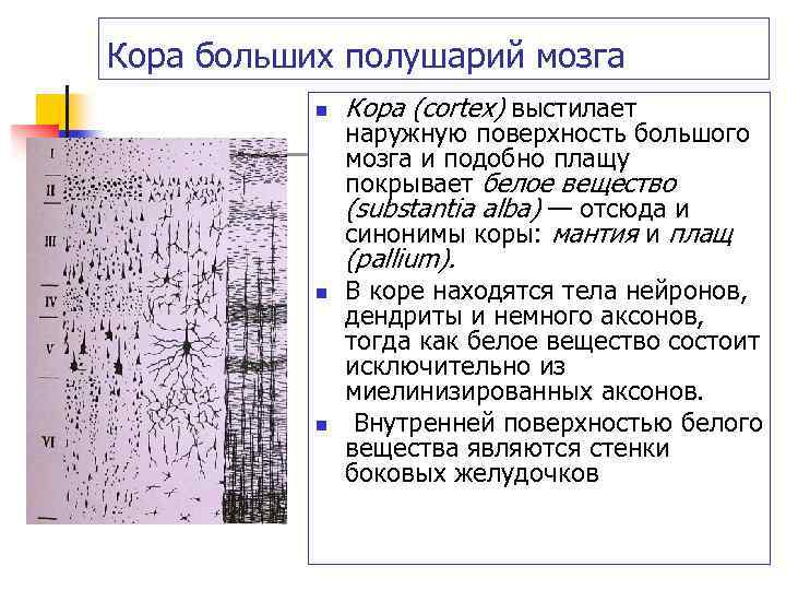 Кора больших полушарий мозга n Кора (cortex) выстилает наружную поверхность большого мозга и подобно