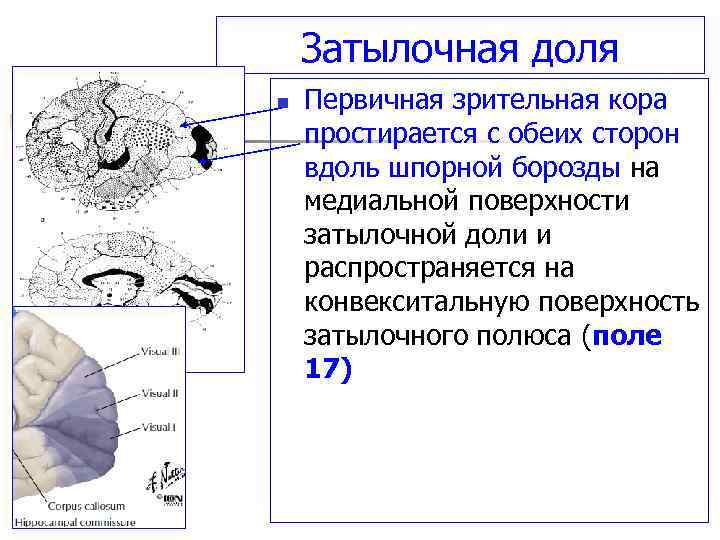 Затылочная доля n Первичная зрительная кора простирается с обеих сторон вдоль шпорной борозды на