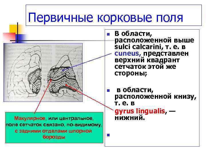 Первичные корковые поля n В области, расположенной выше sulci calcarini, т. е. в cuneus,