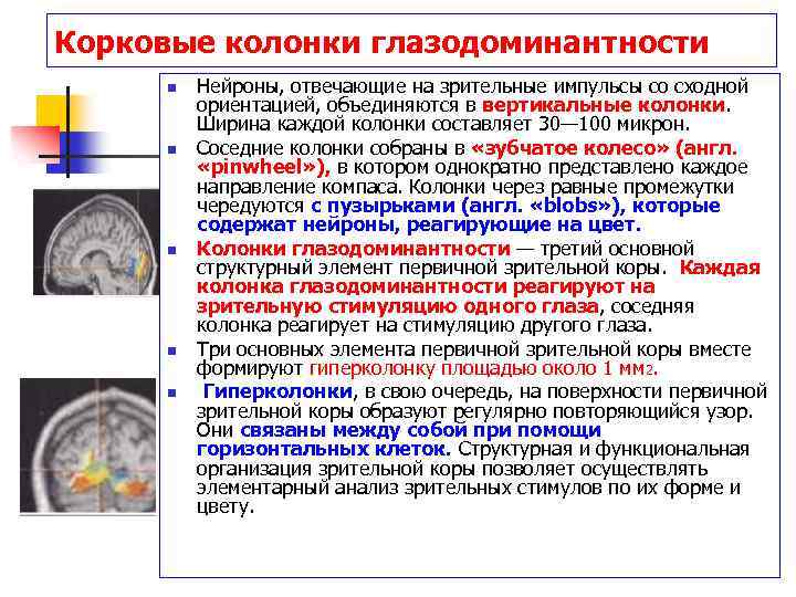 Высшие корковые функции презентация