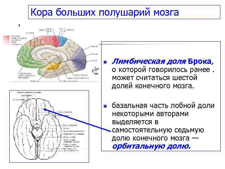 Кора больших полушарий мозга n n Лимбическая доля Брока, о которой говорилось ранее. может