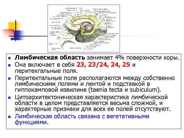 n n n Лимбическая область занимает 4% поверхности коры. Она включает в себя 23,