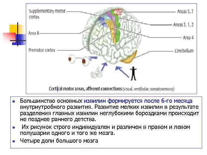 n n n Большинство основных извилин формируется после 6 -го месяца внутриутробного развития. Развитие