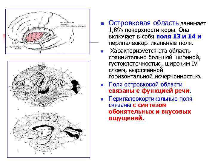 n n Островковая область занимает 1, 8% поверхности коры. Она включает в себя поля