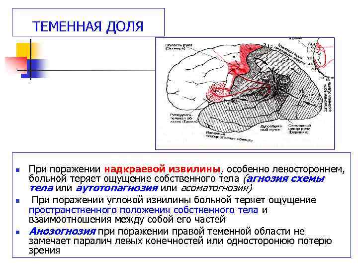 Поражение правого. Симптомы поражения теменной доли. Симптомы поражения теменной доли мозга. Высшие корковые функции теменная доля. Апраксия при поражении теменной доли.