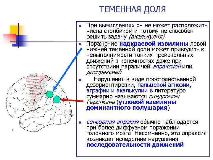 ТЕМЕННАЯ ДОЛЯ n n При вычислениях он не может расположить числа столбиком и потому