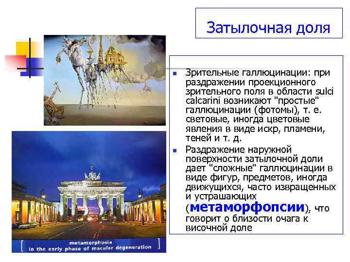 Затылочная доля n n Зрительные галлюцинации: при раздражении проекционного зрительного поля в области sulci